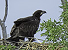 Eaglet